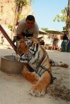 Tiger Temple, Kanchanaburi, Tajlandia, Luty 2007